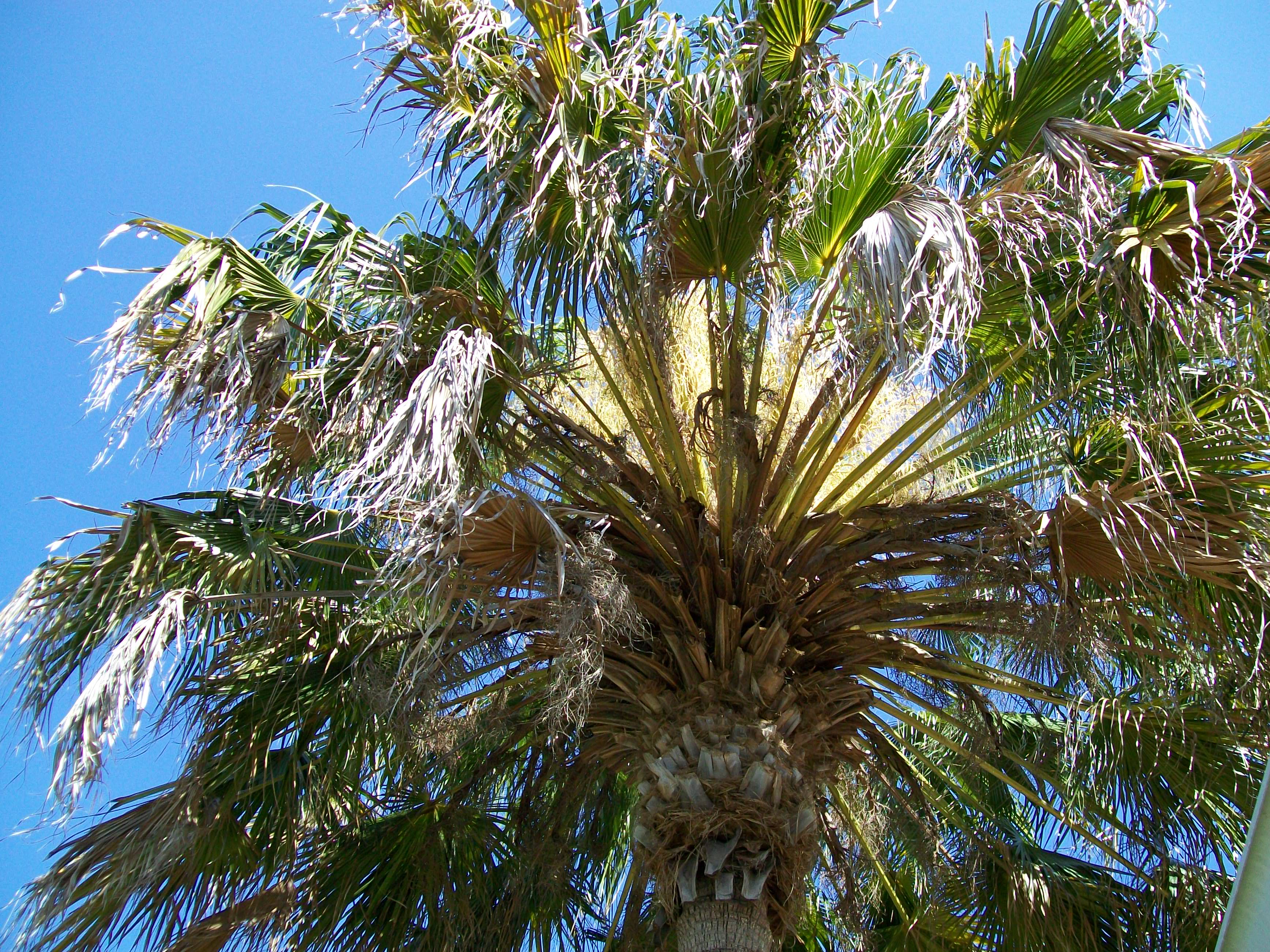 Big Palm Trees For Sale | Canary Island Date Palms For Sale | Mejool ...